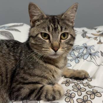 Betty C69802 -  Domestic Short Hair Cat for Adoption in Minnetonka, Minnesota - Betty C69802 | PetCurious