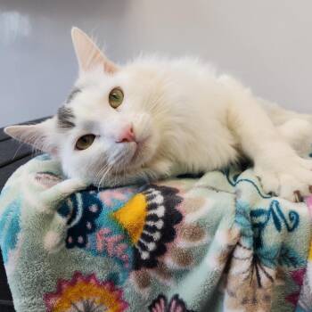 Domestic Short Hair Cats Available for Adoption - Finn | PetCurious