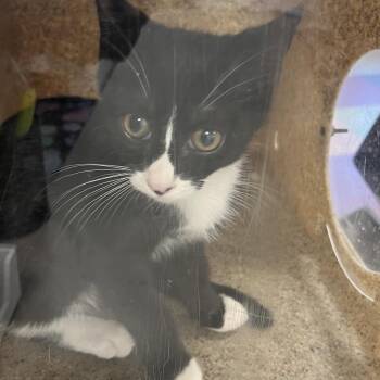 Ivy Q -  Domestic Short Hair Cat for Adoption in Philadelphia, Pennsylvania - Ivy Q | PetCurious