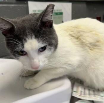 Domestic Short Hair Cats Available for Adoption in Fort Worth, Texas - Stephen Universe | PetCurious