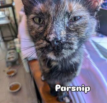 Domestic Short Hair Cats Available for Adoption - Parsnip | PetCurious