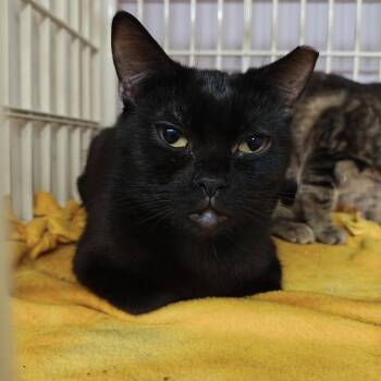 Mindy -  Domestic Short Hair Cat for Adoption in Madison, Wisconsin - Mindy | PetCurious