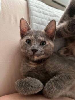 LOUISE -  Domestic Medium Hair Cat for Adoption in Hagerstown, Maryland - LOUISE | PetCurious