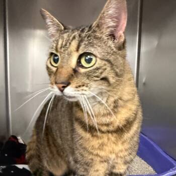 Rescue Domestic Short Hair Cats for Adoption in Evansville, Indiana - Cali | PetCurious