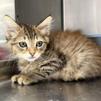 Llyan (bonded w/ Gigi) -  Domestic Medium Hair Cat for Adoption in Oakland, California - Llyan (bonded W/ Gigi) | PetCurious