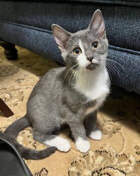 JASPER -  Domestic Short Hair Cat for Adoption in Canfield, Ohio - JASPER | PetCurious