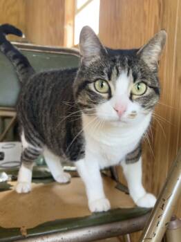 Tabby Cats Available for Adoption in Plano, Texas - Pearl | PetCurious