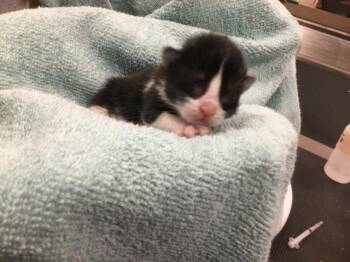 Domestic Long Hair Cats Available for Adoption in Thousand Palms, California - STORMFLY | PetCurious