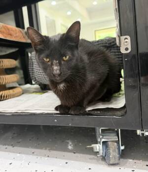 Junebug -  Domestic Short Hair Cat Available for Adoption in Tom Bean, Texas - Junebug | PetCurious