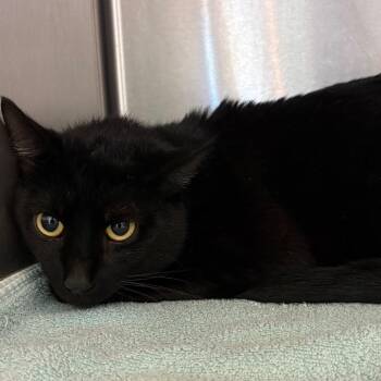 Domestic Short Hair Cats Available for Adoption - Zurg | PetCurious