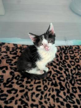 MONROE -  Domestic Short Hair Cat for Adoption in Camarillo, California - MONROE | PetCurious