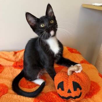 Kif -  Domestic Short Hair Cat for Adoption in Rochester, Minnesota - Kif | PetCurious