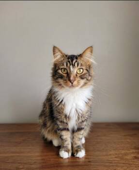 Tabby Cats Available for Adoption - Gizmo (DOWNEY) | PetCurious