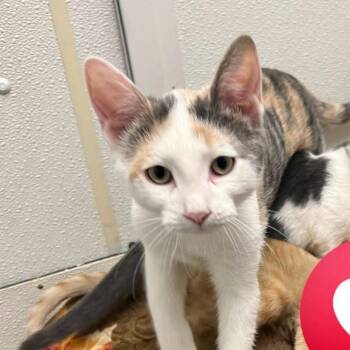Starling -  Domestic Short Hair Cat for Adoption in New York, New York - Starling | PetCurious