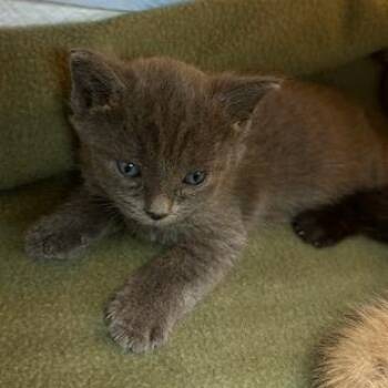 Domestic Short Hair Cats Available for Adoption in Clearwater, Florida - Sardine | PetCurious