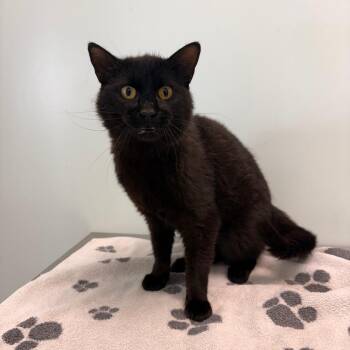 Friday -  Domestic Short Hair Cat for Adoption in Clavet, Saskatchewan - Friday | PetCurious