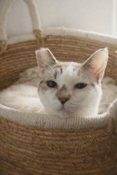 Gretel (must be adopted with Hansel) -  Domestic Short Hair and Siamese Cat for Adoption in Hillsboro, Oregon - Gretel (must Be Adopted With Hansel) | PetCurious