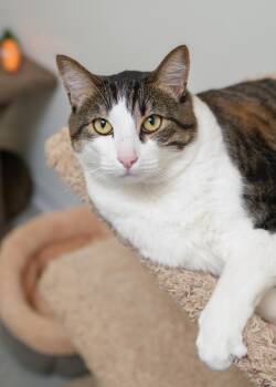 Jack -  Domestic Short Hair Cat for Adoption in Boise, Idaho - Jack | PetCurious