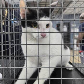 Kash -  Domestic Short Hair Cat for Adoption in Newark, New Jersey - Kash | PetCurious