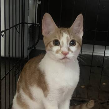 Dennis -  Domestic Short Hair Cat for Adoption in Allentown, Pennsylvania - Dennis | PetCurious