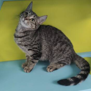 Lime -  Domestic Short Hair Cat for Adoption in Jersey City, New Jersey - Lime | PetCurious