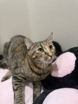 Rescue Tabby and Domestic Short Hair Cats for Adoption in Dallas, Texas - Perth | PetCurious