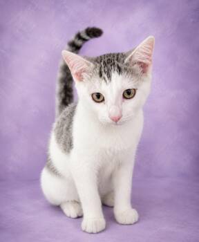 Serena -  Domestic Short Hair Cat for Adoption in The Woodlands, Texas - Serena | PetCurious