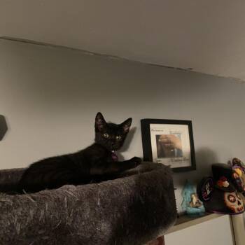 Fiona -  Domestic Short Hair Cat for Adoption - Fiona | PetCurious