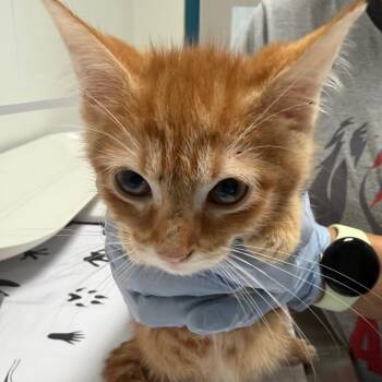 Felice -  Domestic Short Hair Cat for Adoption in Nashville, Tennessee - Felice | PetCurious