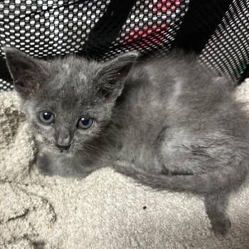 Rhubarb Pie R2 -  Domestic Short Hair Cat for Adoption in Edinburg, Texas - Rhubarb Pie R2 | PetCurious