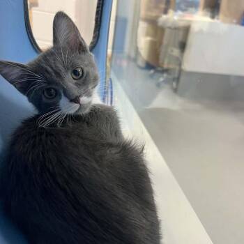 Domestic Short Hair Cats Available for Adoption in Hampton Bays, New York - Jade | PetCurious