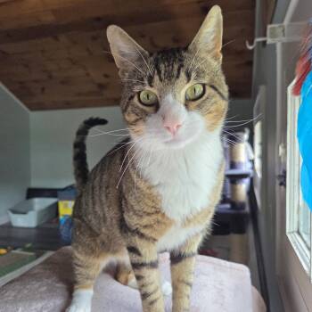 Domestic Short Hair Cats Available for Adoption in Mayfield, New York - Grant | PetCurious