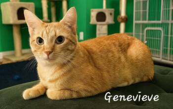 Rescue Domestic Short Hair Cats for Adoption in Miami, Oklahoma - Genevieve | PetCurious