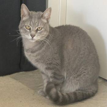 Domestic Short Hair Cats Available for Adoption in Abingdon, Maryland - 0123-106 Pop | PetCurious