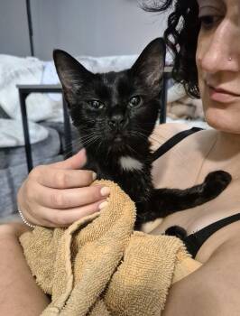 Phlea -  Domestic Short Hair Cat for Adoption in Winnipeg, Manitoba - Phlea | PetCurious