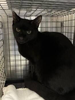 WALLIE -  Domestic Short Hair Cat for Adoption in Fort Myers, Florida - WALLIE | PetCurious