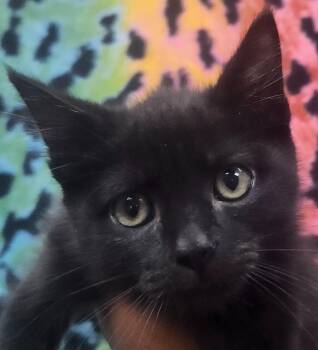 JoJo -  Domestic Short Hair Cat Available for Adoption in Little Rock, Arkansas - JoJo | PetCurious