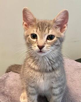 Alex -  Domestic Short Hair Cat for Adoption in Fort Mill, South Carolina - Alex | PetCurious