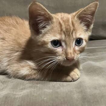 Oliver -  Domestic Short Hair Cat for Adoption in Evansville, Indiana - Oliver | PetCurious