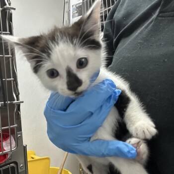 Lu -  Domestic Short Hair Cat for Adoption in Newark, New Jersey - Lu | PetCurious