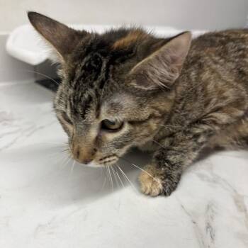 Rescue Domestic Short Hair Cats for Adoption in St. Louis, Missouri - Tiger's Tail | PetCurious