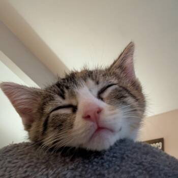 Domestic Short Hair Cats Available for Adoption in Bordentown, New Jersey - Cookie | PetCurious