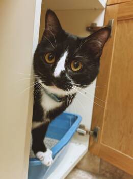 Domestic Short Hair Cats Available for Adoption - Scout | PetCurious