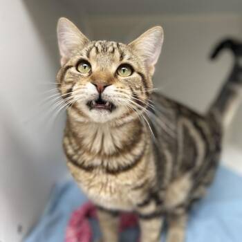 Domestic Short Hair Cats Available for Adoption in Champaign, Illinois - Thomas | PetCurious