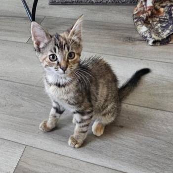 Fireball -  Domestic Short Hair Cat for Adoption in Caldwell, Texas - Fireball | PetCurious
