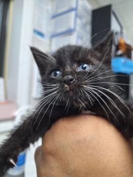 Rescue Domestic Short Hair Cats for Adoption in Pomona, New York - Igor | PetCurious