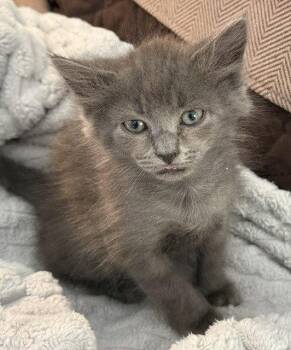 Petty -  Domestic Medium Hair Cat for Adoption in Candler, North Carolina - Petty | PetCurious