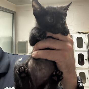 Fern -  Domestic Short Hair Cat for Adoption in Bentonville, Arkansas - Fern | PetCurious