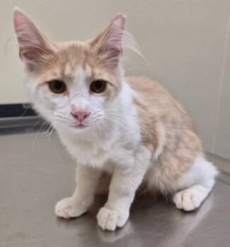 Spanky -  Domestic Short Hair Cat for Adoption in Christiansburg, Virginia - Spanky | PetCurious