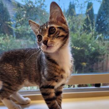 Willow -  Domestic Short Hair Cat for Adoption in Washougal, Washington - Willow | PetCurious
